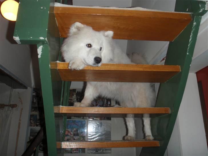 Samojedhund Discos Wummi - kom nu i seng! billede 10