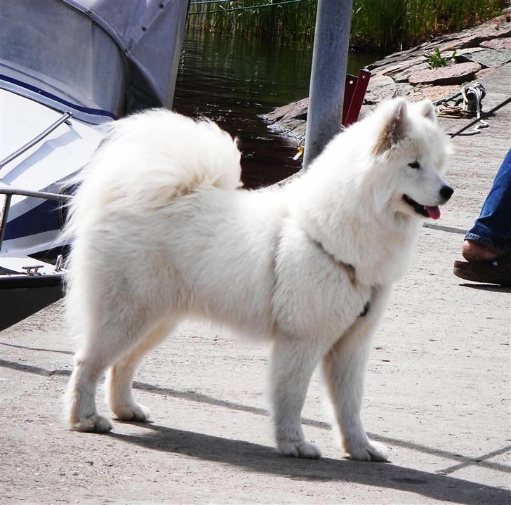 Samojedhund Discos Wummi - på ferie på Falster. billede 11