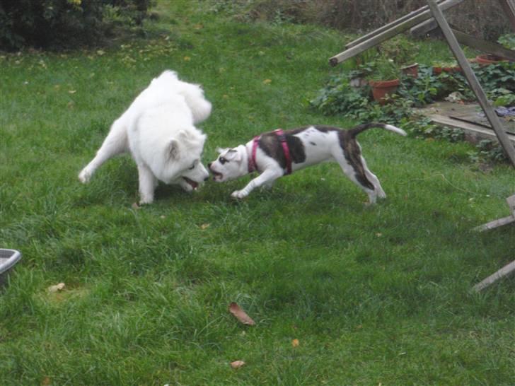 Samojedhund Discos Wummi - Wummi og Mischa. billede 12