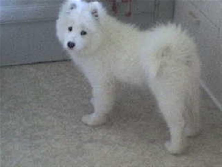 Samojedhund Discos Wummi billede 13