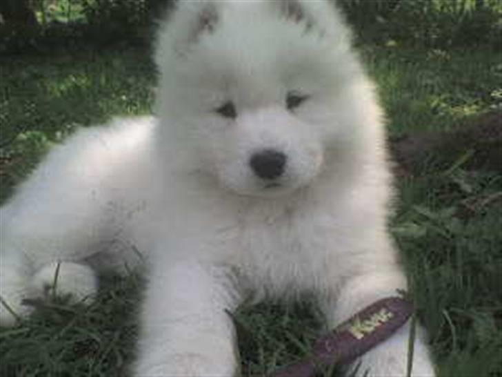 Samojedhund Discos Wummi billede 14