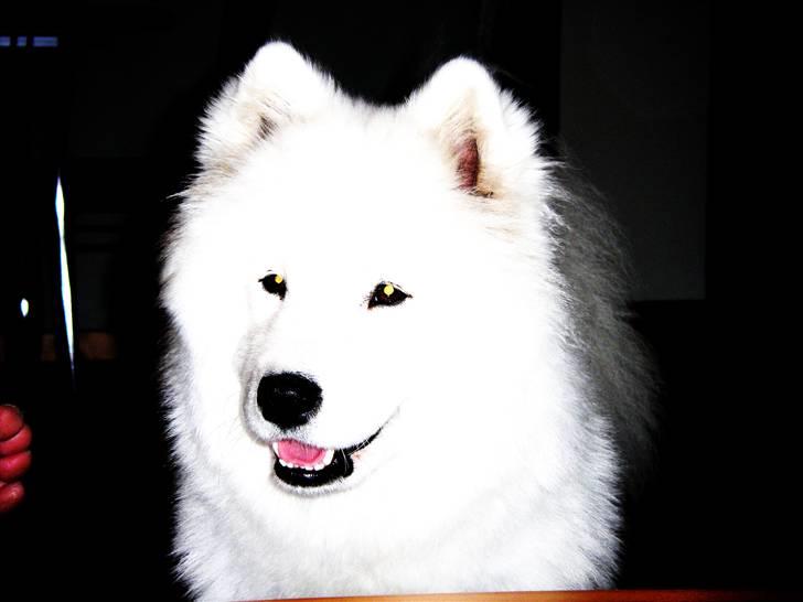 Samojedhund Discos Wummi billede 15