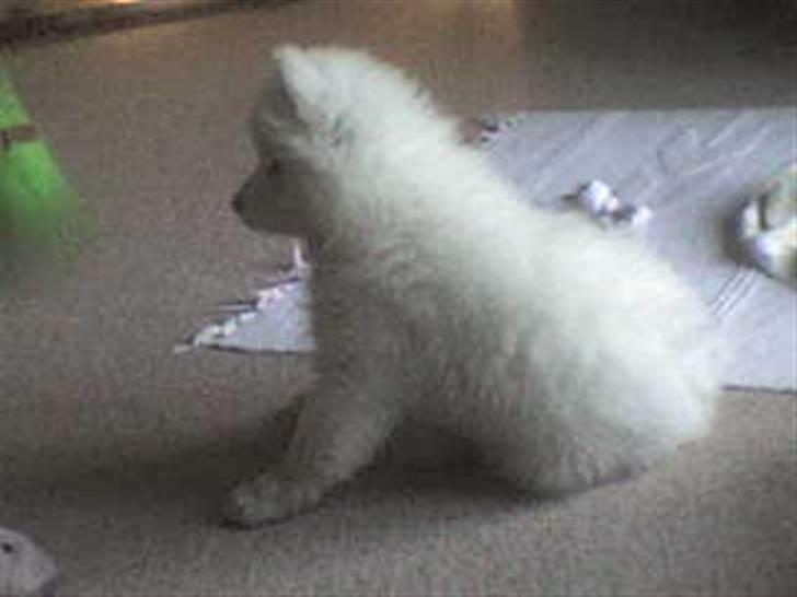 Samojedhund Discos Wummi billede 16