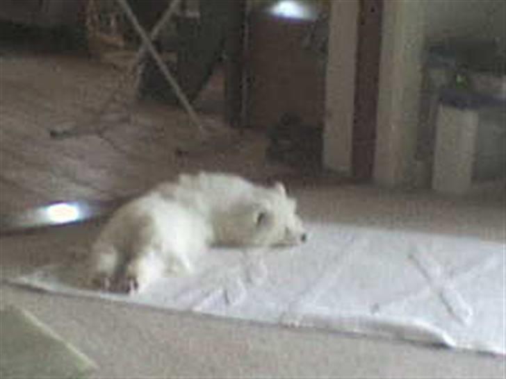 Samojedhund Discos Wummi billede 17