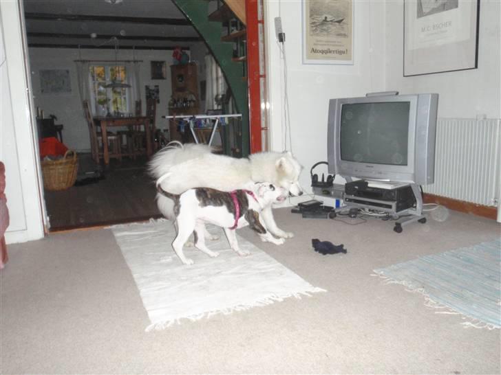 Samojedhund Discos Wummi - Wummi og Mischa. billede 18