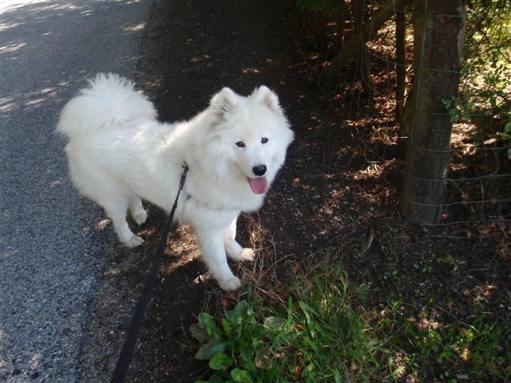 Samojedhund Discos Wummi billede 19