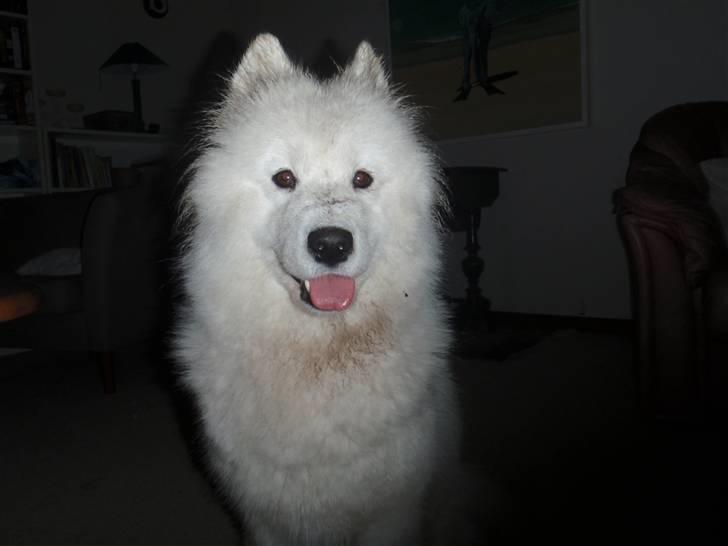 Samojedhund Discos Wummi - dejligt at komme ind fra rengvejr. billede 20