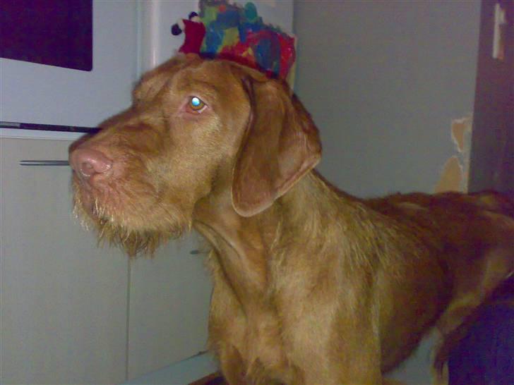 Ruhåret vizsla Theis billede 2