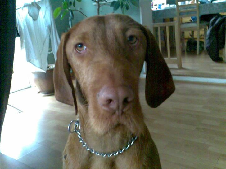 Ruhåret vizsla Theis billede 1