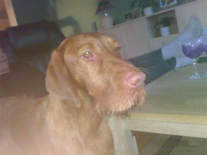 Ruhåret vizsla Theis billede 3