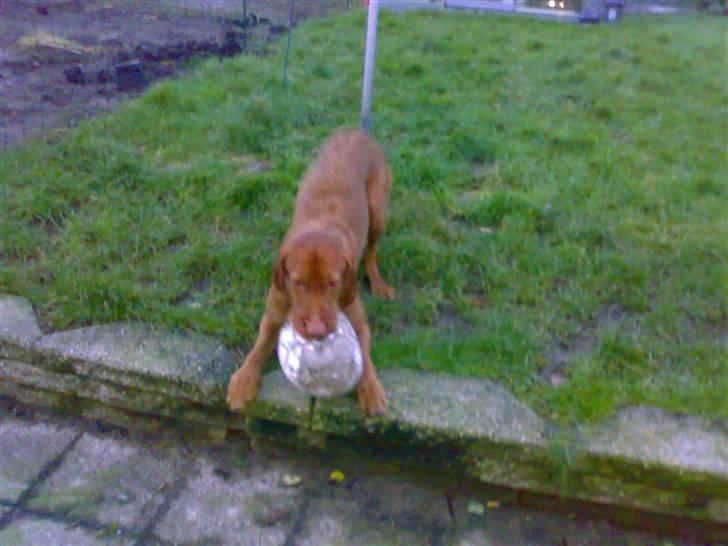 Ruhåret vizsla Theis billede 4