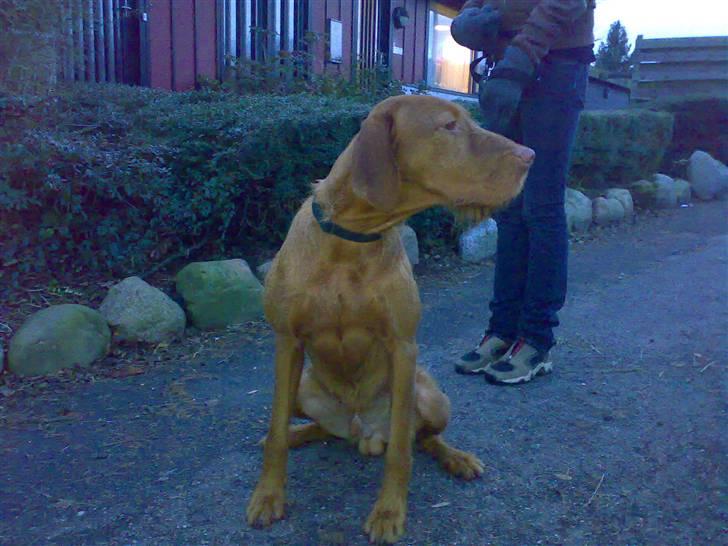 Ruhåret vizsla Theis billede 6