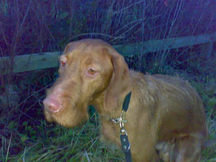 Ruhåret vizsla Theis billede 8