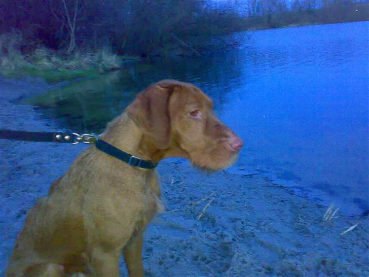 Ruhåret vizsla Theis billede 9