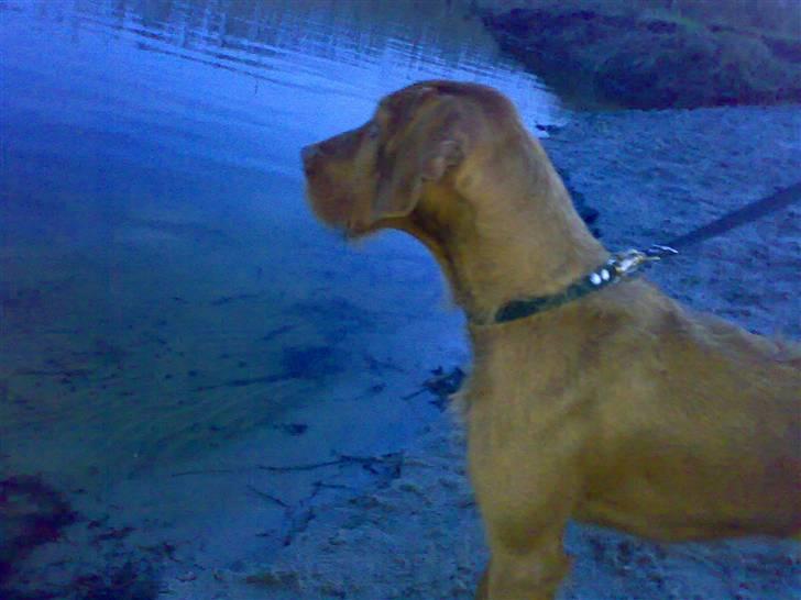 Ruhåret vizsla Theis billede 10