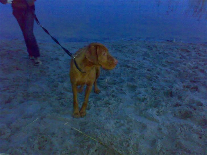 Ruhåret vizsla Theis billede 12