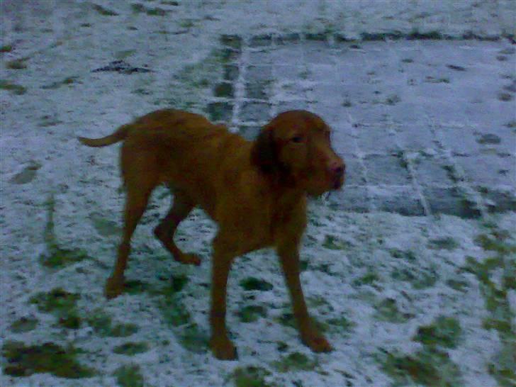 Ruhåret vizsla Theis billede 13