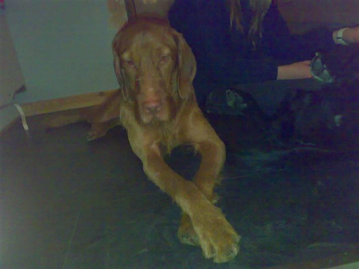 Ruhåret vizsla Theis billede 16