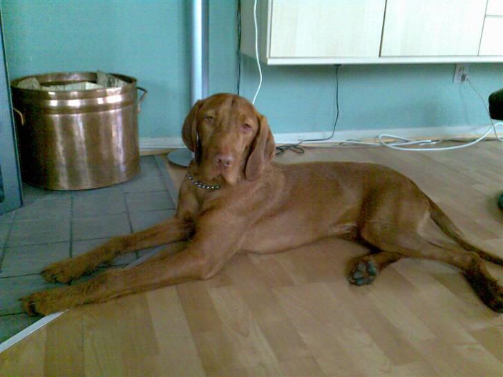 Ruhåret vizsla Theis billede 17