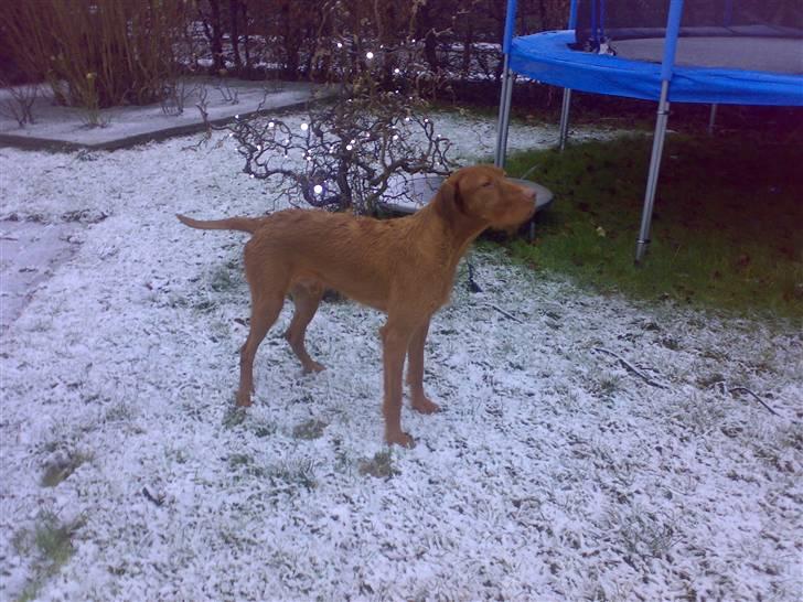 Ruhåret vizsla Theis - Sneee :D billede 18