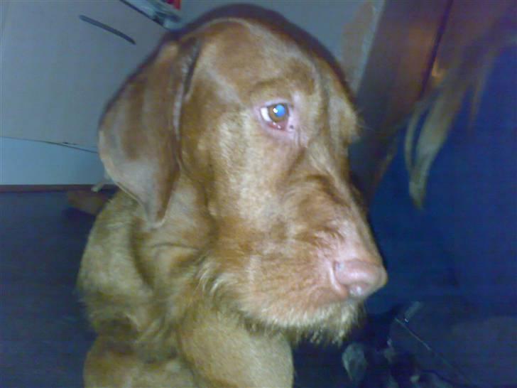 Ruhåret vizsla Theis billede 19