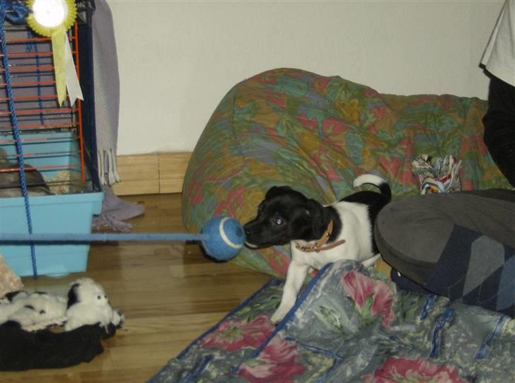 Jack russell terrier Turbo - GRRRR giv mig så den bold billede 6