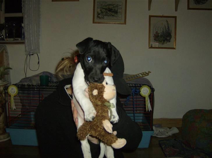 Jack russell terrier Turbo - HVAD? Er jeg ikk sød? billede 7