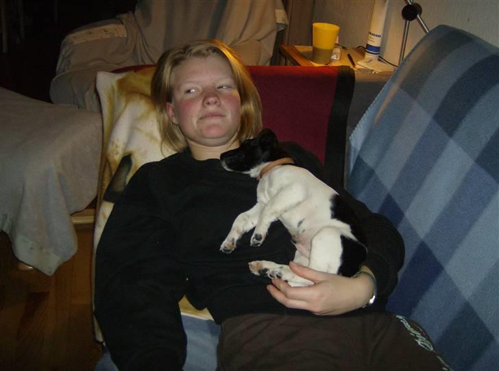 Jack russell terrier Turbo - Zzzzz det er bare hyggeligt at ligge her og sove billede 8