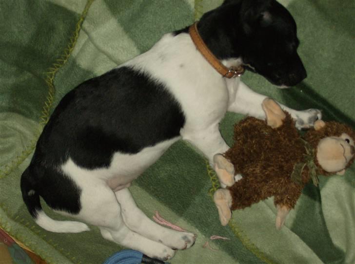 Jack russell terrier Turbo - Ej de elsker at tage billeder af mig når jeg sover billede 9