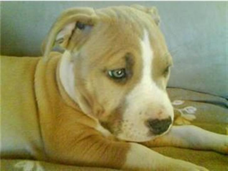 Amerikansk staffordshire terrier primo - primo =) billede 1