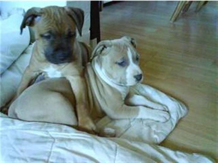 Amerikansk staffordshire terrier primo - primo og hendes bror =) billede 2