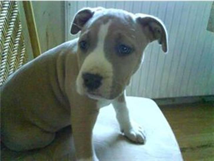 Amerikansk staffordshire terrier primo - primo billede 3