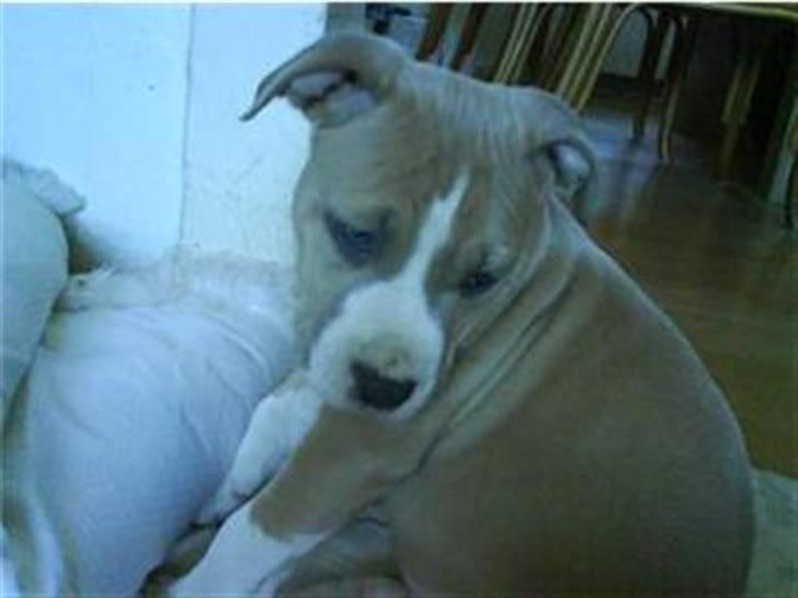 Amerikansk staffordshire terrier primo billede 4