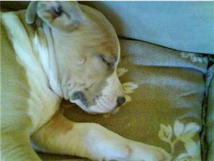 Amerikansk staffordshire terrier primo - så putter den lille prinsesse lige efter en hård dag =) billede 5