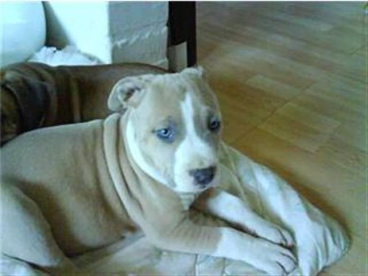 Amerikansk staffordshire terrier primo - primo =) billede 6