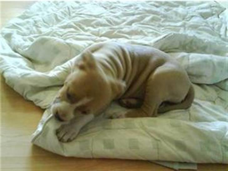 Amerikansk staffordshire terrier primo - lidt fritid skal der også være plad til =) billede 7