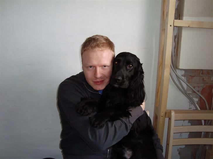 Cocker spaniel Malthe billede 1