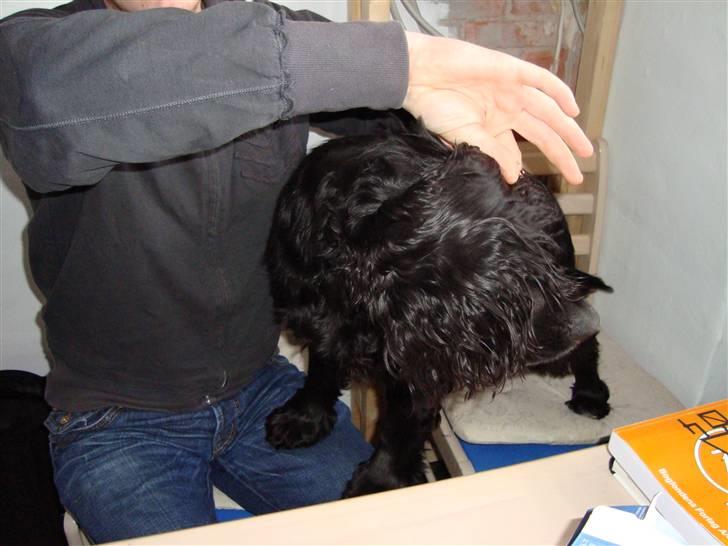 Cocker spaniel Malthe - Jeg gemmer mig.. billede 2