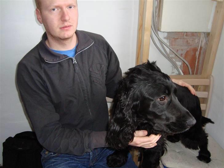 Cocker spaniel Malthe - Så er håret sat ;) billede 3