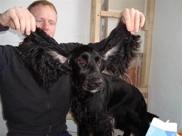 Cocker spaniel Malthe - Flyveører? billede 4