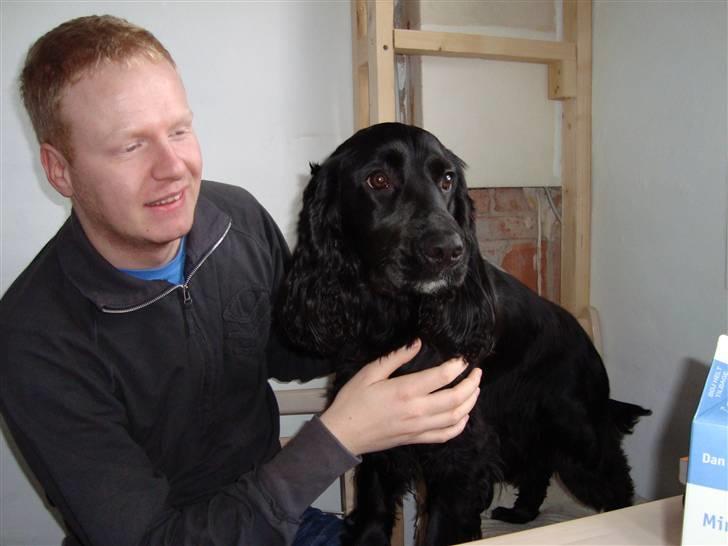 Cocker spaniel Malthe billede 5