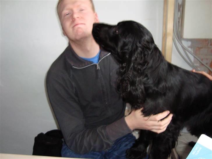 Cocker spaniel Malthe - Giver lige far et bette mys  billede 6