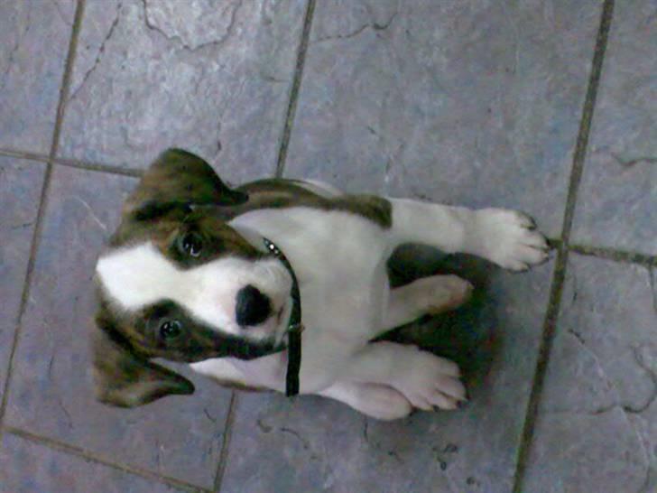 Blanding af racer Miami - Ni uger gammel :) billede 1