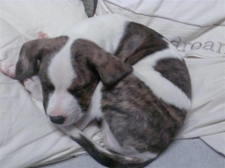 Blanding af racer Miami - Første aften hjemme :) billede 2