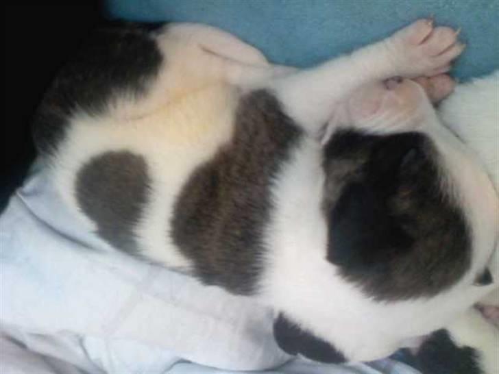 Blanding af racer Miami - 3 uger gammel :D billede 3