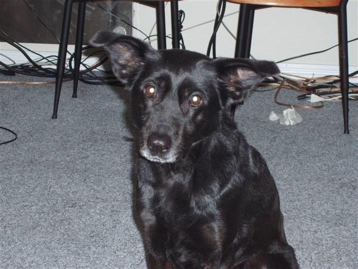 Blanding af racer Trunte billede 1