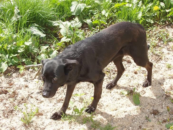 Blanding af racer Trunte billede 2