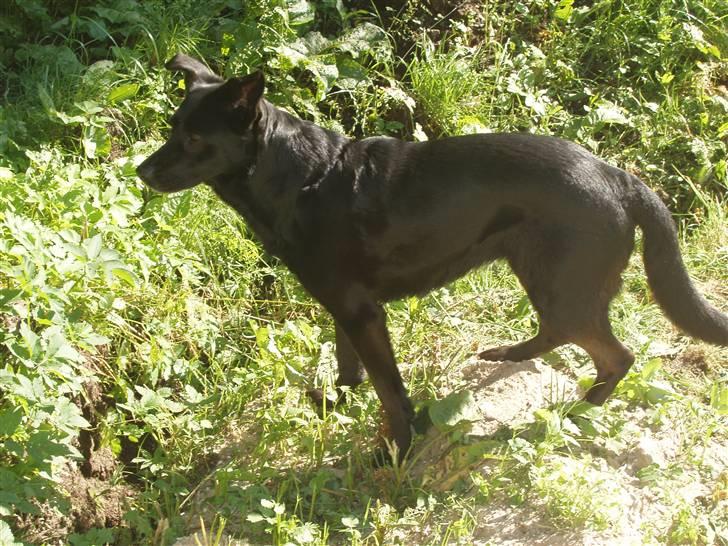 Blanding af racer Trunte billede 3