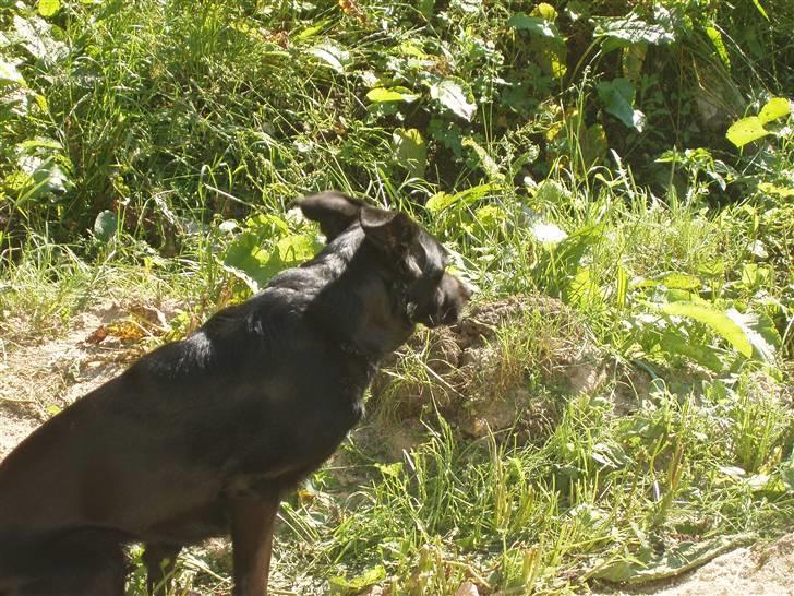 Blanding af racer Trunte billede 4