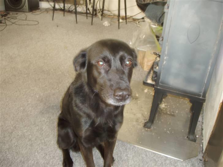 Blanding af racer Trunte - sørgelig kan hun NEMT se ud. . :) billede 5